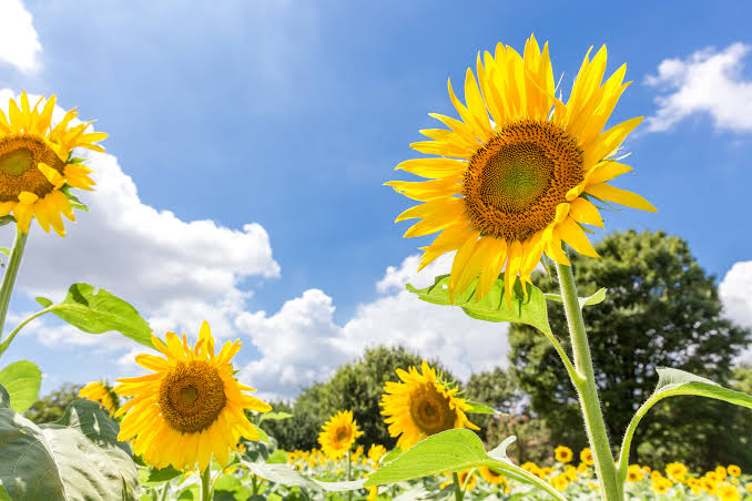 夏が来た！！！楽しく稼ごう！